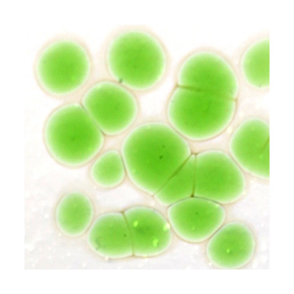 Frit - Light Green - Coarse - 1kg - for Float Glass
